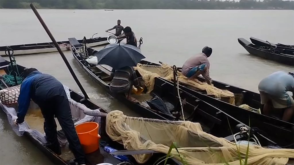 হালদায় নমুনা ডিম ছেড়েছে মা মাছ