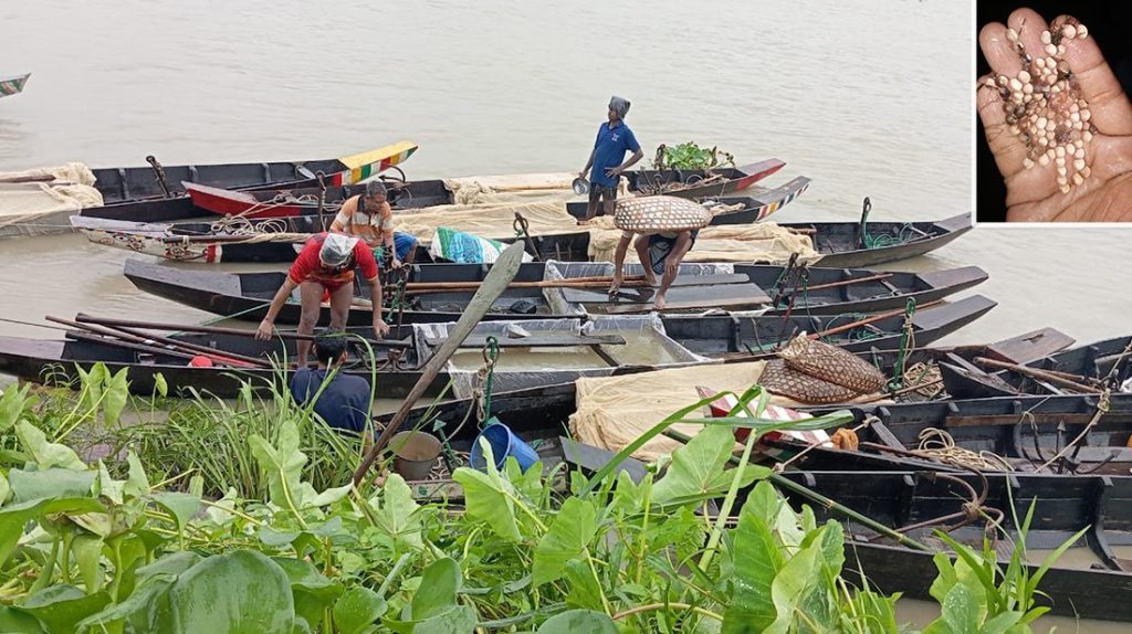 হালদায় নমুনা ডিম ছেড়েছে মা মাছ