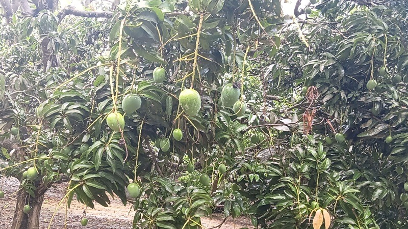 সাতক্ষীরায় শুরু হলো আম পাড়া